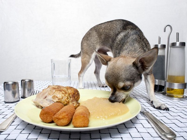 7 Common Items That Can Poison a Pet